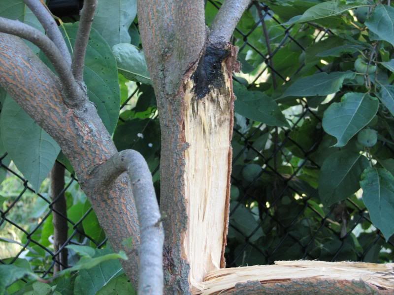 photo 072613persimmonsplit1-591c.jpg